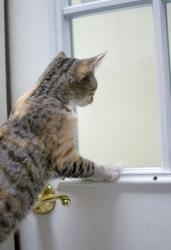 [picture of Mavericks, a Domestic Short Hair light brown/smoke torbie cat]