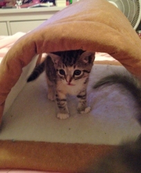 [picture of Mavericks, a Domestic Short Hair light brown/smoke torbie cat]