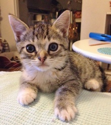 [picture of Mavericks, a Domestic Short Hair light brown/smoke torbie cat]