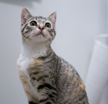 [picture of Mavericks, a Domestic Short Hair light brown/smoke torbie\ cat] 