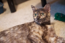 [another picture of Minerva, a Domestic Short Hair tortoiseshell tabby/white\ cat] 