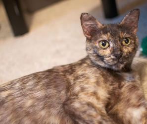 [picture of Minerva, a Domestic Short Hair tortoiseshell tabby/white cat]