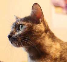 A picture of #NS04187: Minerva a Domestic Short Hair tortoiseshell tabby/white