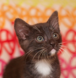 [picture of Seamus, a Domestic Short Hair black/white cat]