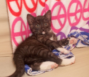 [picture of Seamus, a Domestic Short Hair black/white cat]