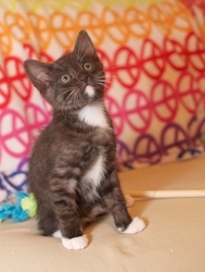 [picture of Seamus, a Domestic Short Hair black/white cat]