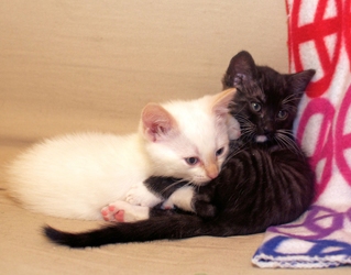 [picture of Seamus, a Domestic Short Hair black/white cat]