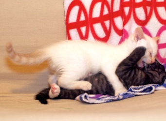 [picture of Seamus, a Domestic Short Hair black/white cat]