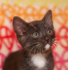 [picture of Seamus, a Domestic Short Hair black/white\ cat] 