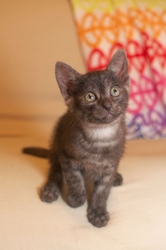 [picture of Alibus, a Domestic Short Hair black cat]
