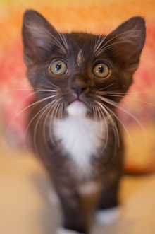 [another picture of Lily, a Domestic Short Hair black/white\ cat] 