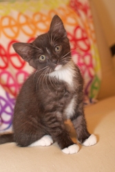 [picture of Lily, a Domestic Short Hair black/white cat]