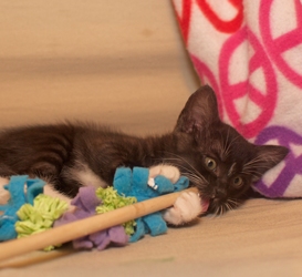 [picture of Lily, a Domestic Short Hair black/white cat]