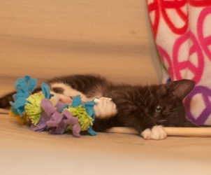 [picture of Lily, a Domestic Short Hair black/white cat]