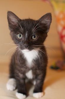 [picture of Lily, a Domestic Short Hair black/white\ cat] 