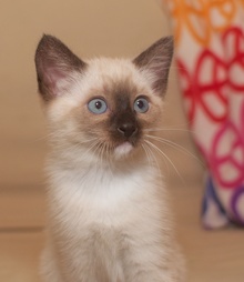 [another picture of Tonks, a Siamese/Domestic Short Hair-x sealpoint\ cat] 