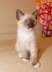 [picture of Tonks, a Siamese/Domestic Short Hair-x sealpoint cat]