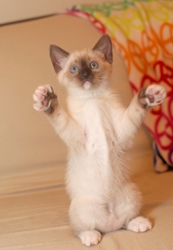 [picture of Tonks, a Siamese/Domestic Short Hair-x sealpoint cat]