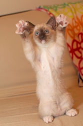 [picture of Tonks, a Siamese/Domestic Short Hair-x sealpoint cat]