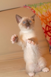 [picture of Tonks, a Siamese/Domestic Short Hair-x sealpoint cat]