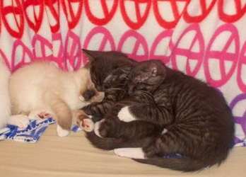 [picture of Tonks, a Siamese/Domestic Short Hair-x sealpoint cat]