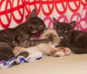 [picture of Tonks, a Siamese/Domestic Short Hair-x sealpoint cat]
