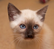 [picture of Tonks, a Siamese/Domestic Short Hair-x sealpoint\ cat] 