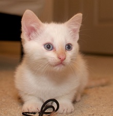 [another picture of Remus, a Siamese/Domestic Short Hair-x flamepoint\ cat] 