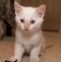 [picture of Remus, a Siamese/Domestic Short Hair-x flamepoint cat]