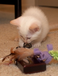 [picture of Remus, a Siamese/Domestic Short Hair-x flamepoint cat]