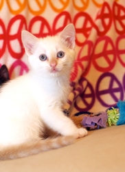 [picture of Remus, a Siamese/Domestic Short Hair-x flamepoint cat]