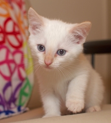 [picture of Remus, a Siamese/Domestic Short Hair-x flamepoint cat]