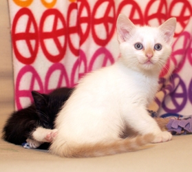 [picture of Remus, a Siamese/Domestic Short Hair-x flamepoint cat]