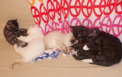 [picture of Remus, a Siamese/Domestic Short Hair-x flamepoint cat]
