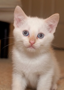 [picture of Remus, a Siamese/Domestic Short Hair-x flamepoint\ cat] 