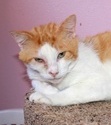 A picture of #NS04193: Miles a Domestic Short Hair orange tabby/white