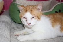 [picture of Milo, a Domestic Short Hair orange tabby/white cat]