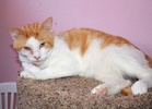 [picture of Milo, a Domestic Short Hair orange tabby/white cat]