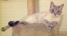 [another picture of Daphnie, a Siamese/Domestic Short Hair-x lynxpoint\ cat] 