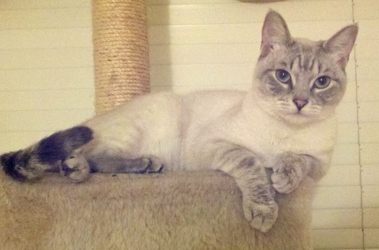 [picture of Daphnie, a Siamese/Domestic Short Hair-x lynxpoint cat]