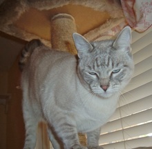 [picture of Daphnie, a Siamese/Domestic Short Hair-x lynxpoint cat]