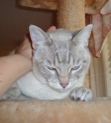 [picture of Daphnie, a Siamese/Domestic Short Hair-x lynxpoint cat]