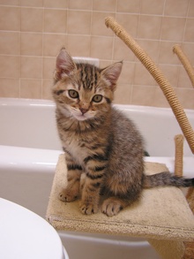 [another picture of Orville, a Domestic Short Hair brown tabby\ cat] 