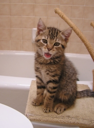 [picture of Orville, a Domestic Short Hair brown tabby cat]