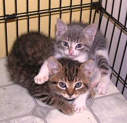 [picture of Orville, a Domestic Short Hair brown tabby cat]