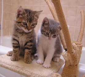 [picture of Orville, a Domestic Short Hair brown tabby cat]