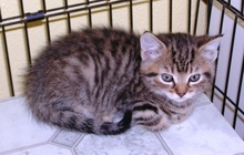 [picture of Orville, a Domestic Short Hair brown tabby\ cat] 