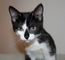 [another picture of Marlene, a Domestic Short Hair black/white\ cat] 