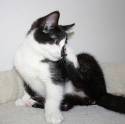 [picture of Marlene, a Domestic Short Hair black/white cat]