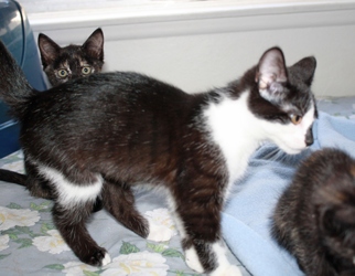 [picture of Marlene, a Domestic Short Hair black/white cat]